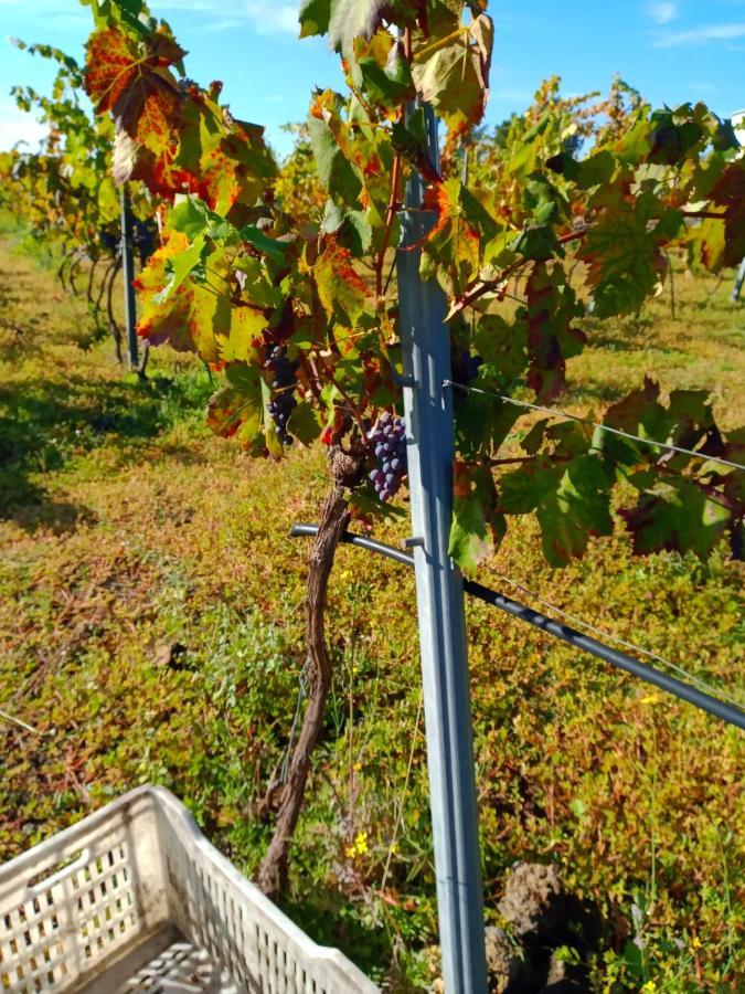 Etnasentieri Wine House On Etna Mount Villa Belpasso Exterior photo
